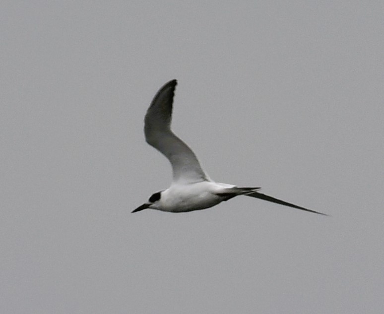 Forster's Tern - ML609711826