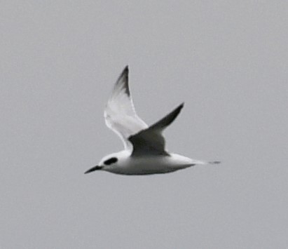 Forster's Tern - ML609711828