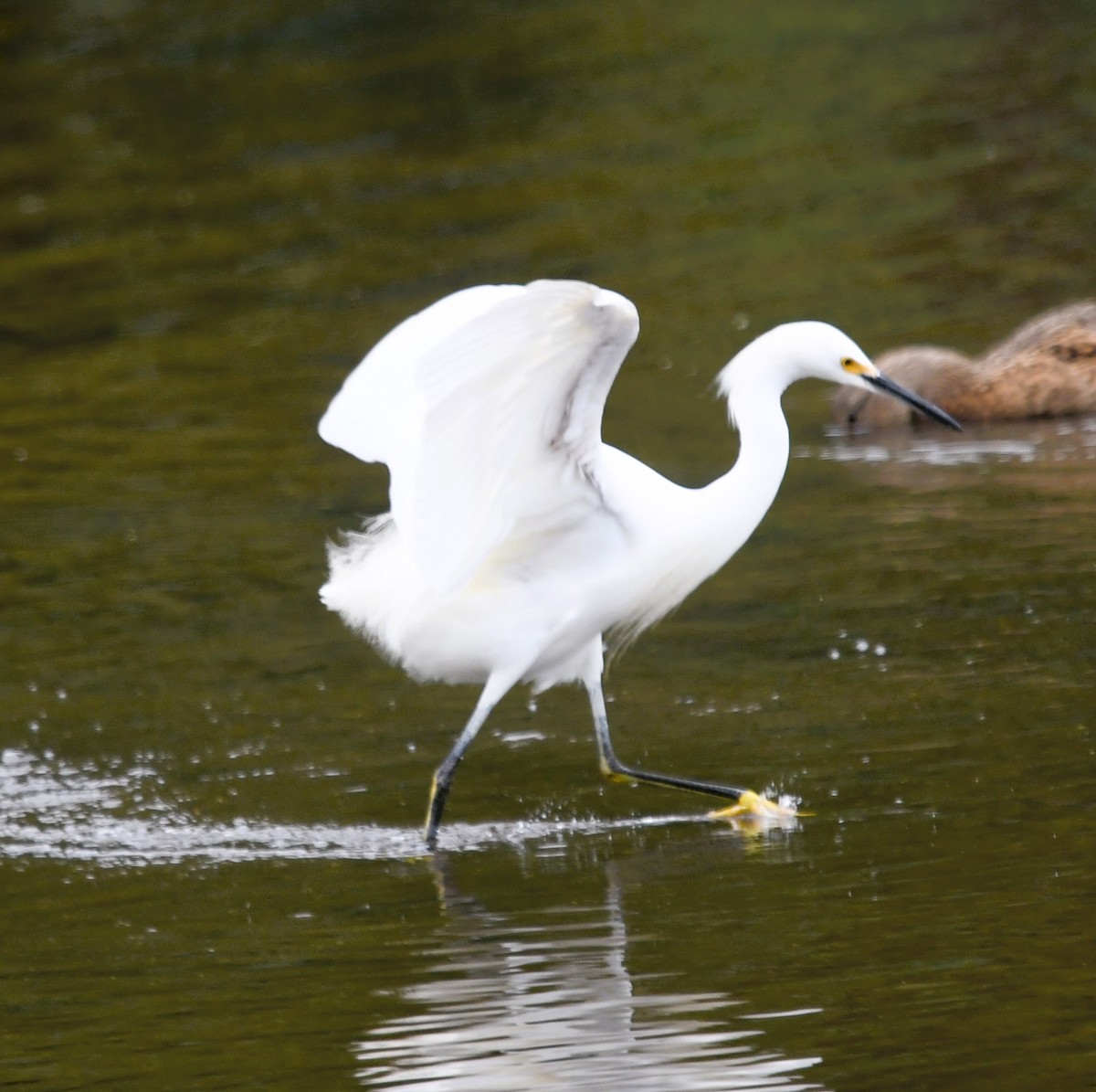 Snowy Egret - ML609711895