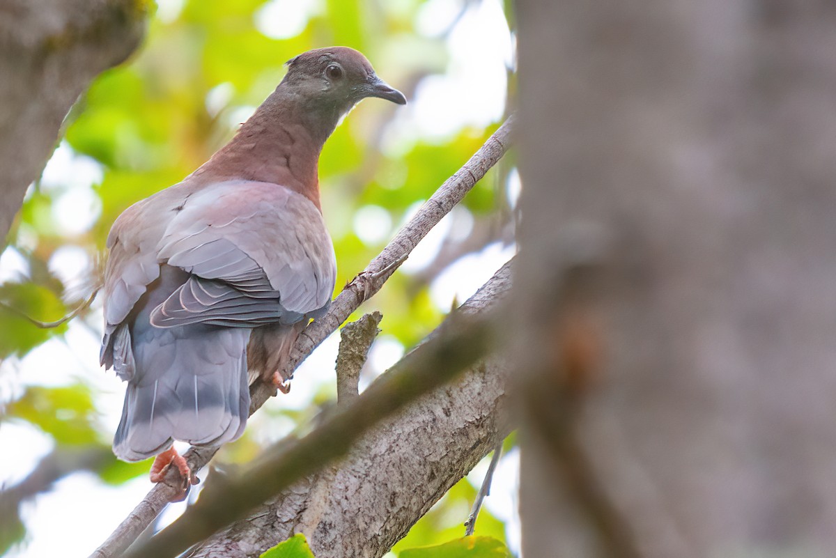 Chilean Pigeon - ML609711957