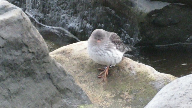 ムラサキハマシギ - ML609712136