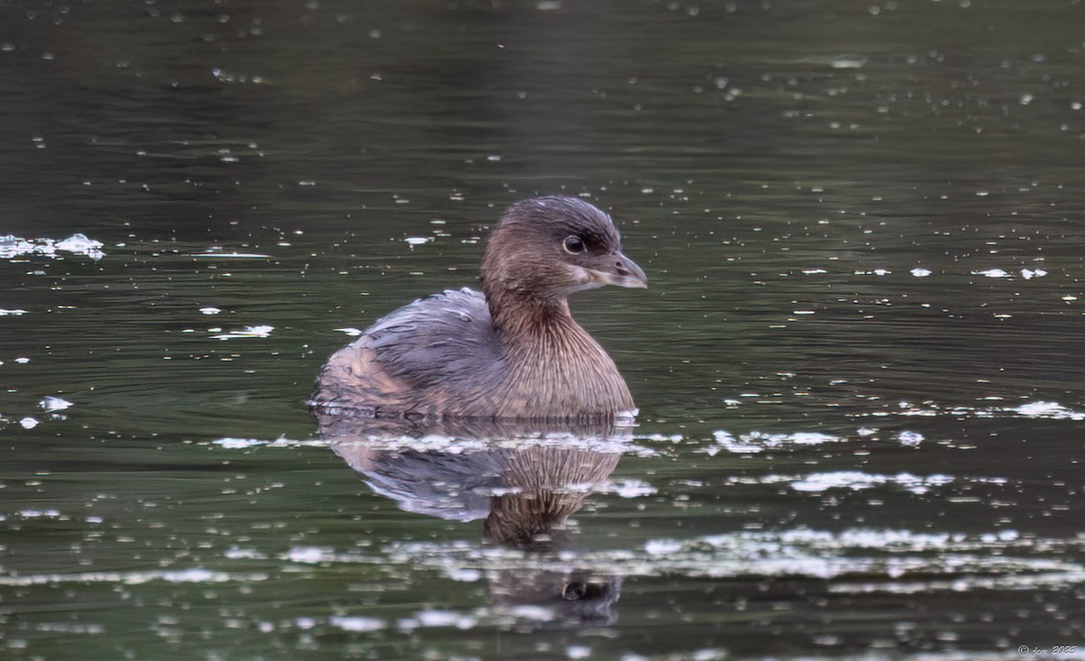 Pied-billed Grebe - ML609712228