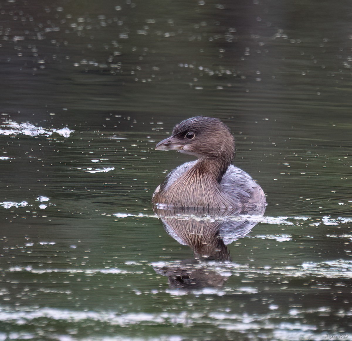 Pied-billed Grebe - ML609712229