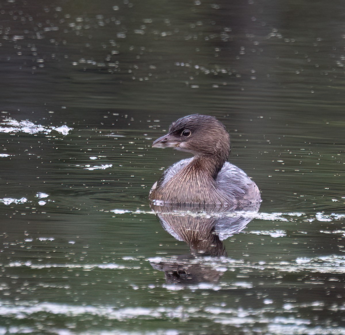 Pied-billed Grebe - ML609712229