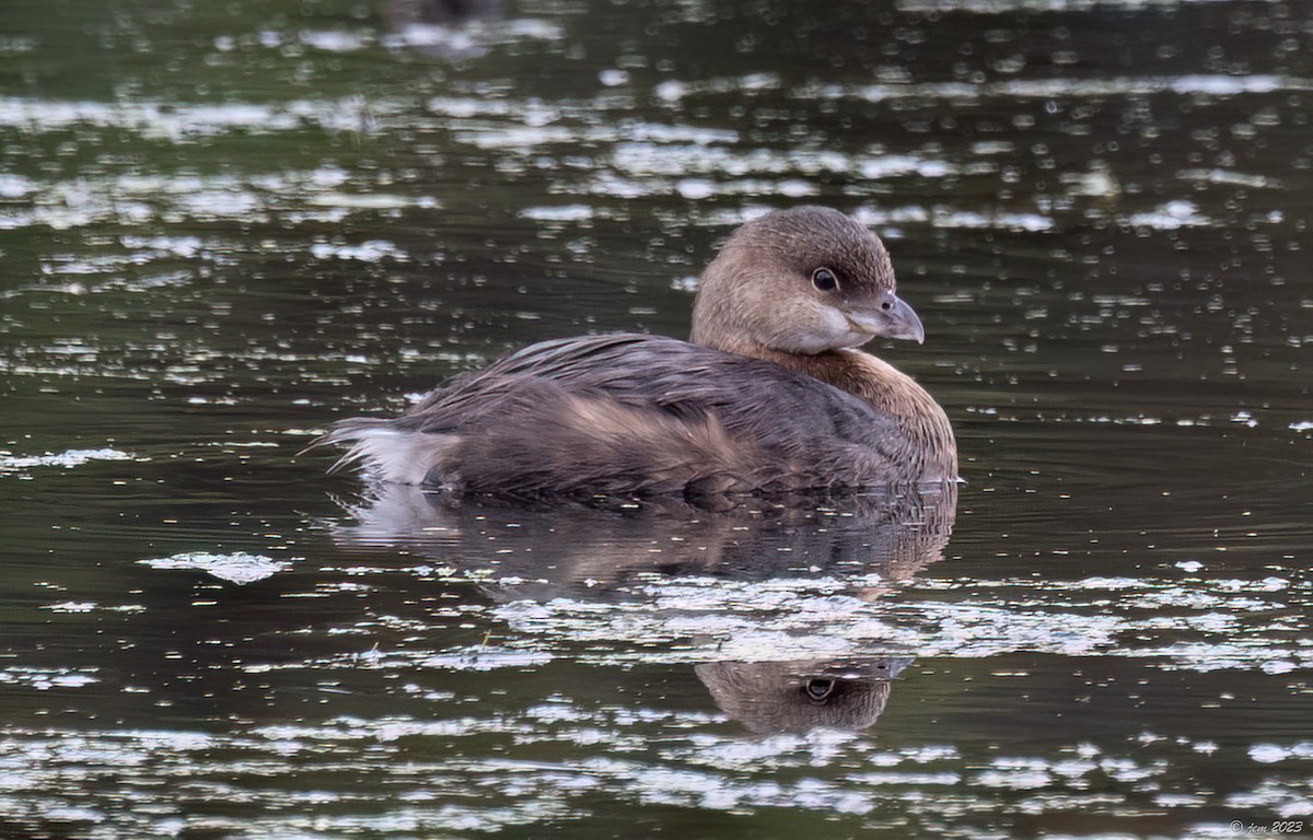 Pied-billed Grebe - ML609712230