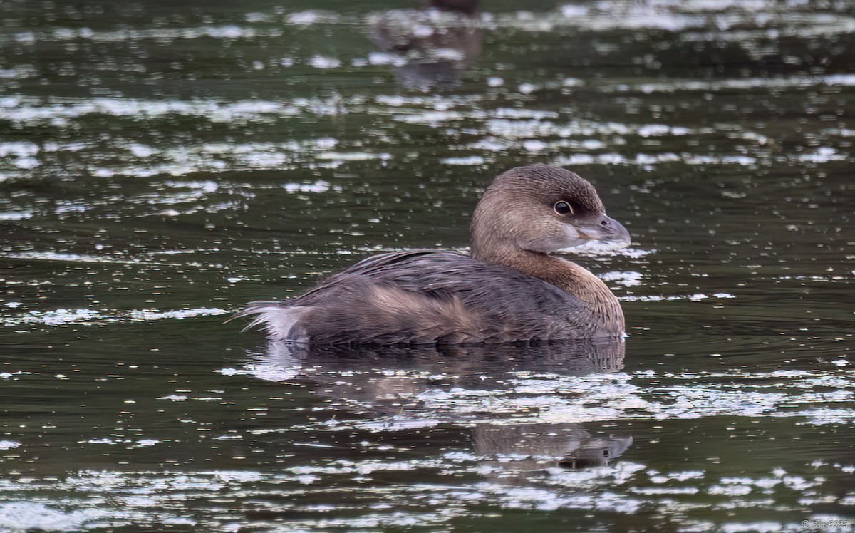 Pied-billed Grebe - ML609712231