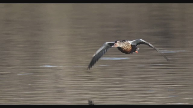 Northern Shoveler - ML609712248