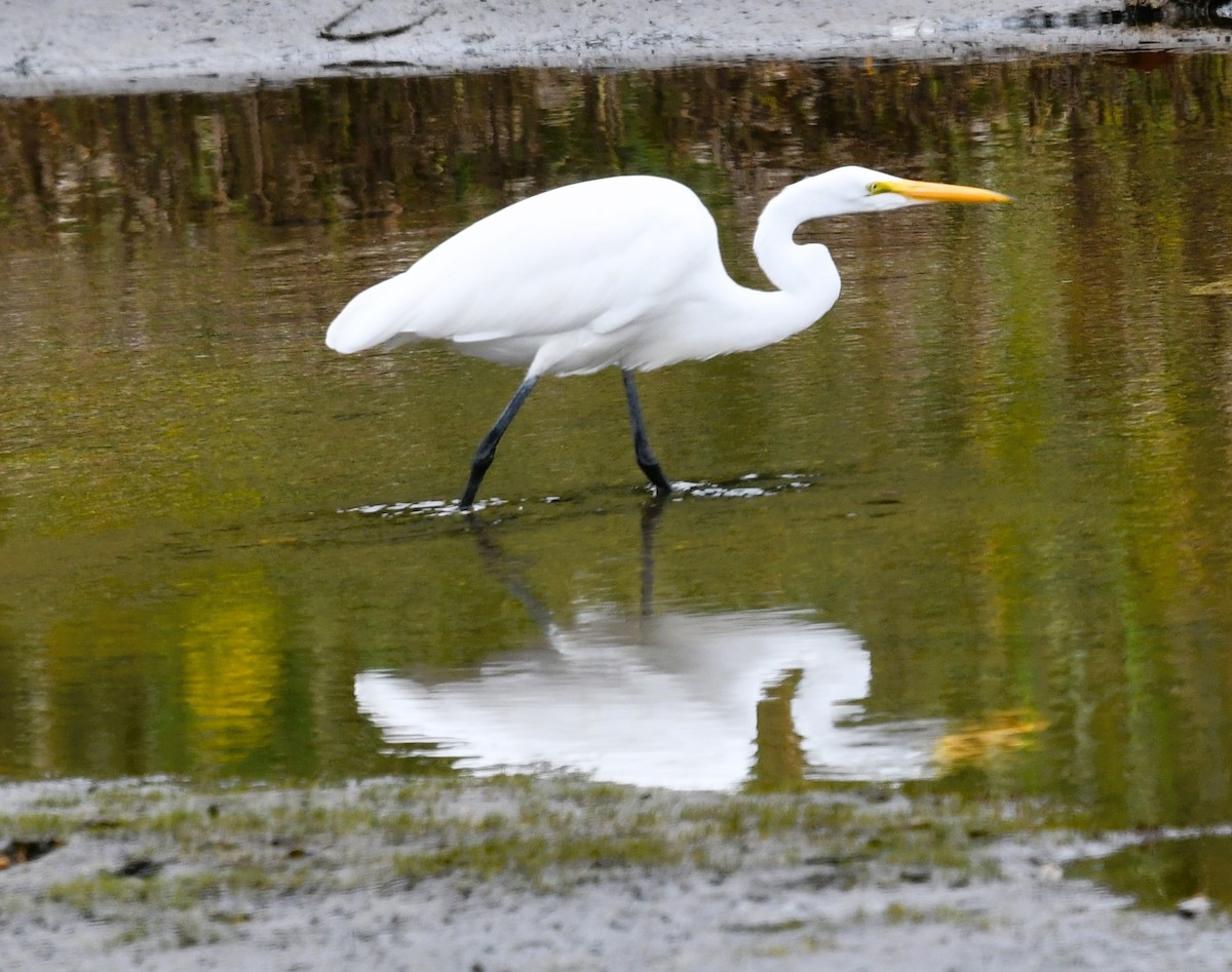 Great Egret - ML609712249