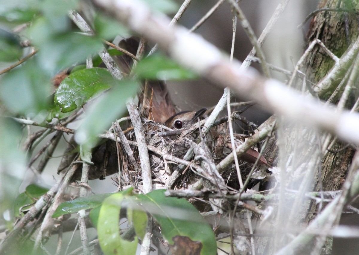 Terrestrial Brownbul - ML60971231