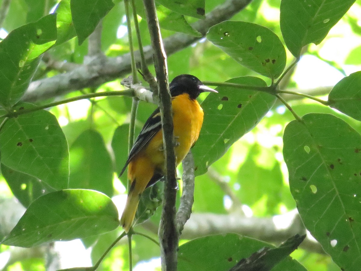 Baltimore Oriole - ML609712421