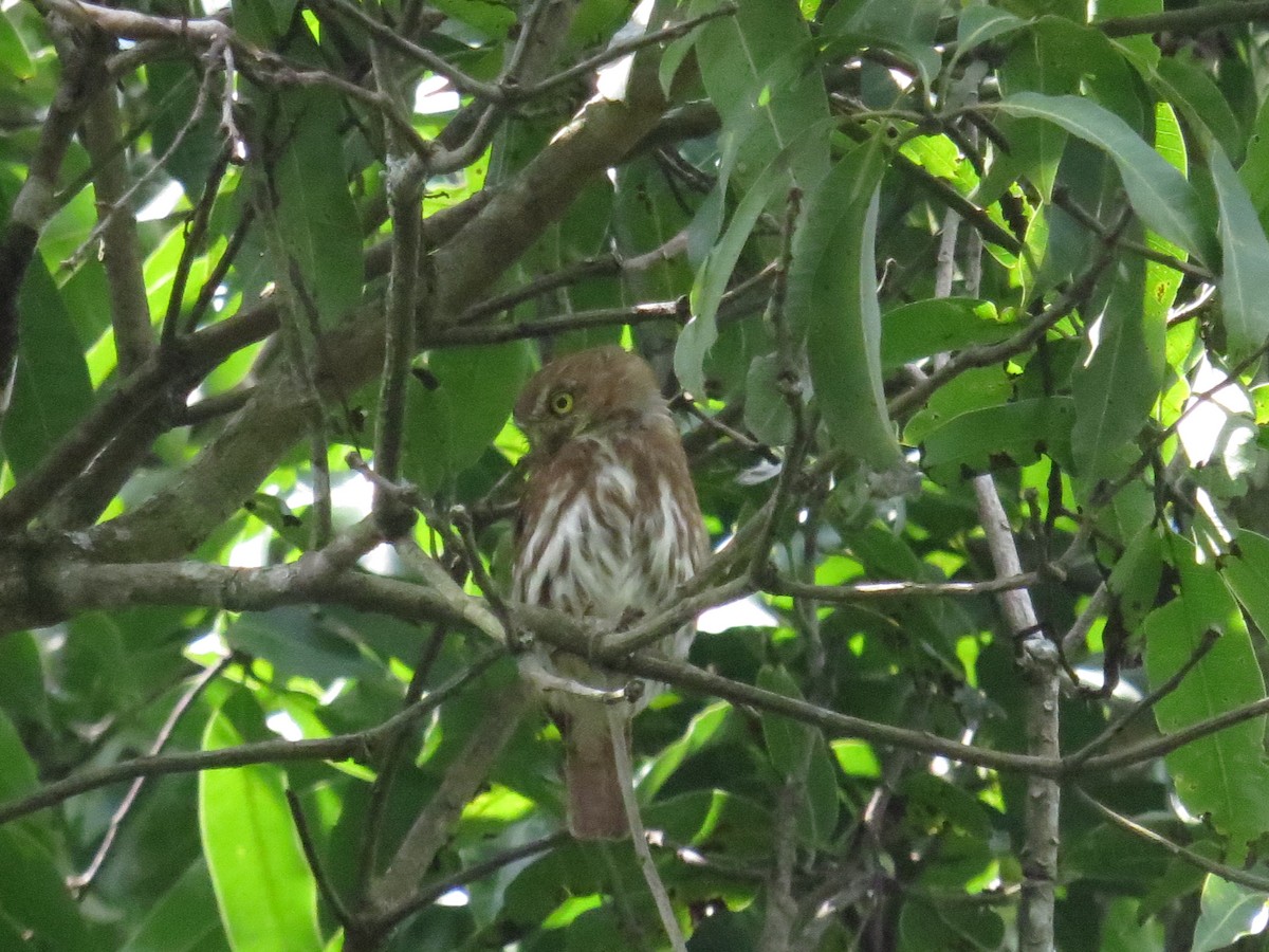 Ferruginous Pygmy-Owl - ML609712498