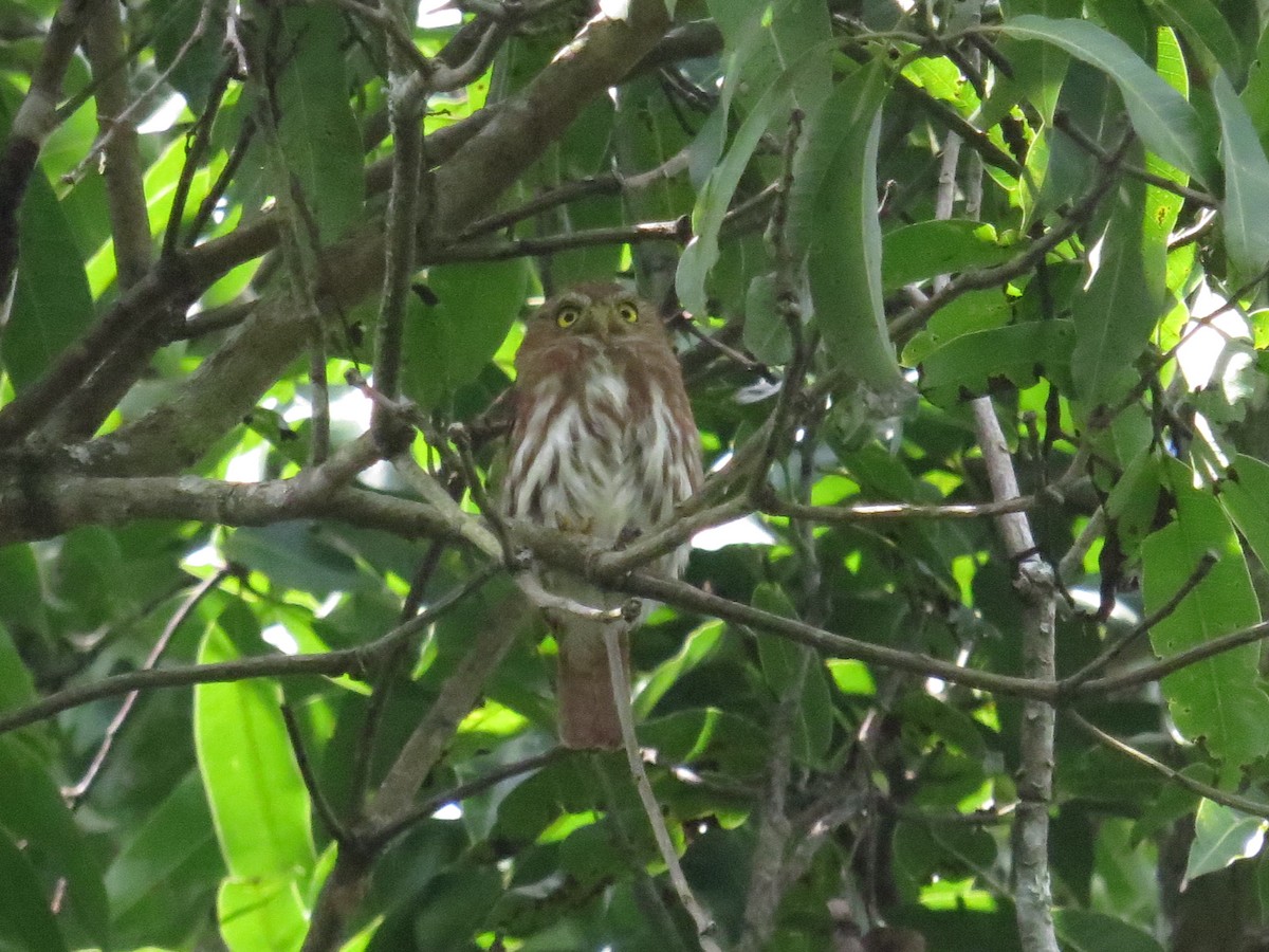 Ferruginous Pygmy-Owl - ML609712499