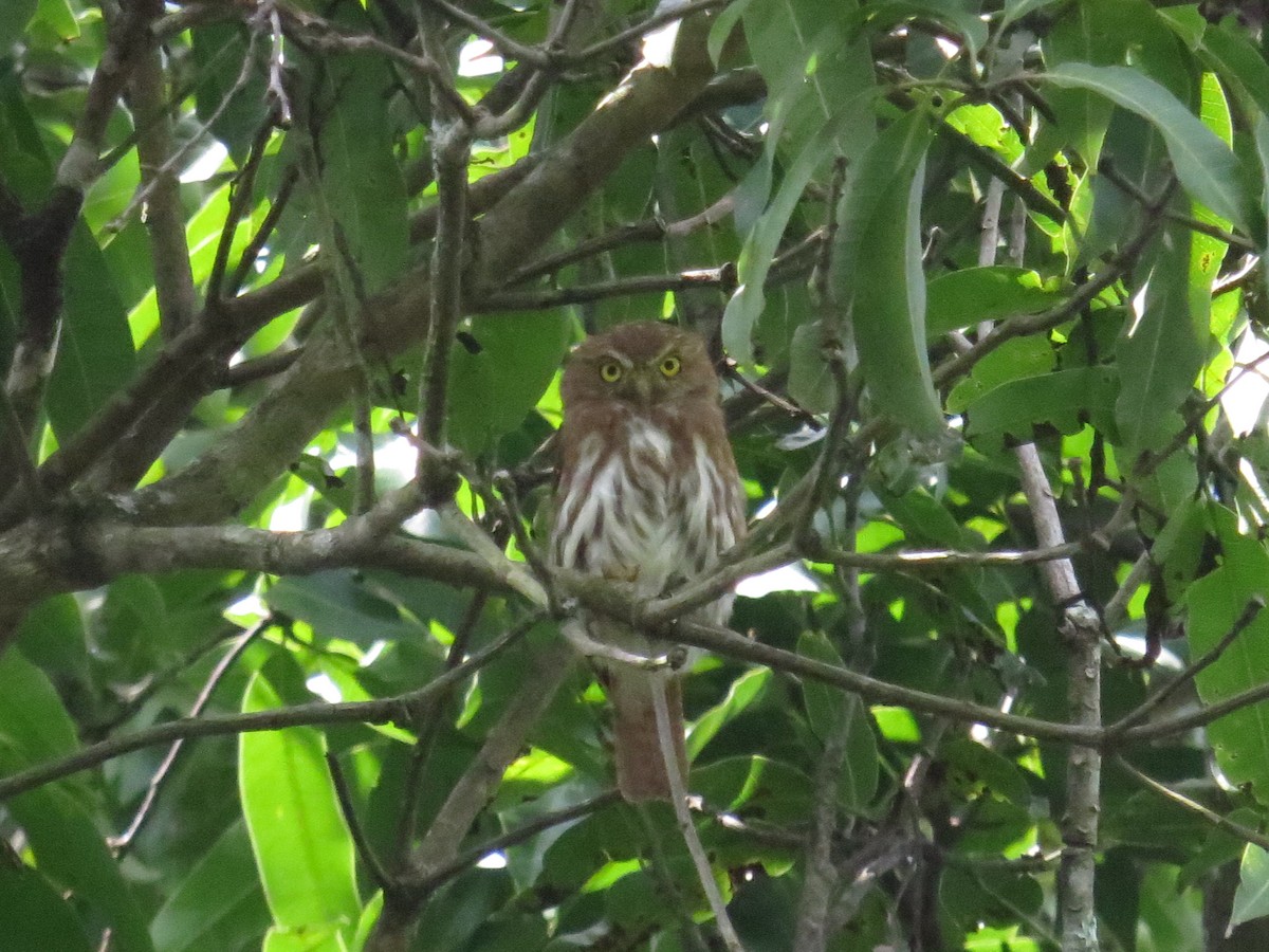 Ferruginous Pygmy-Owl - ML609712500
