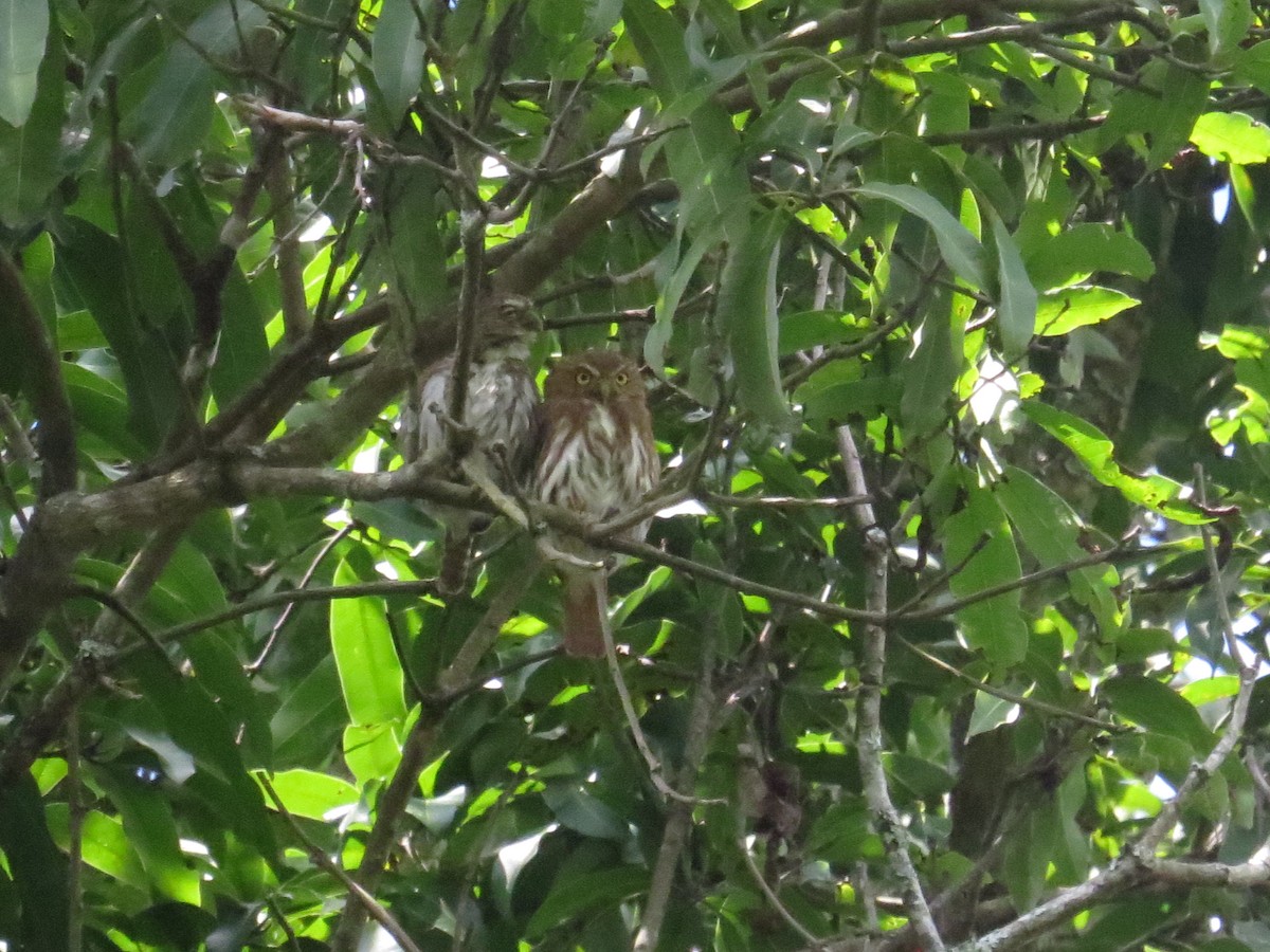 Ferruginous Pygmy-Owl - ML609712512
