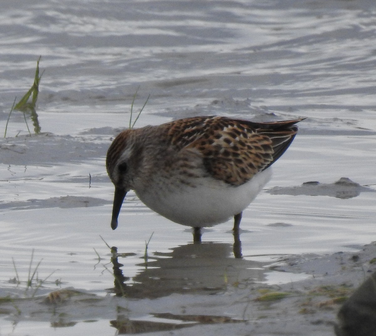 Least Sandpiper - ML609712513