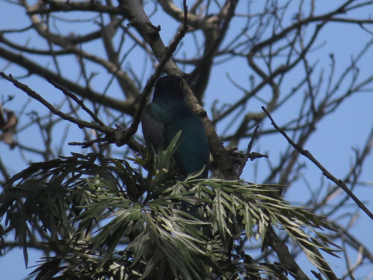 Gartered Violaceous Trogon - ML609712516