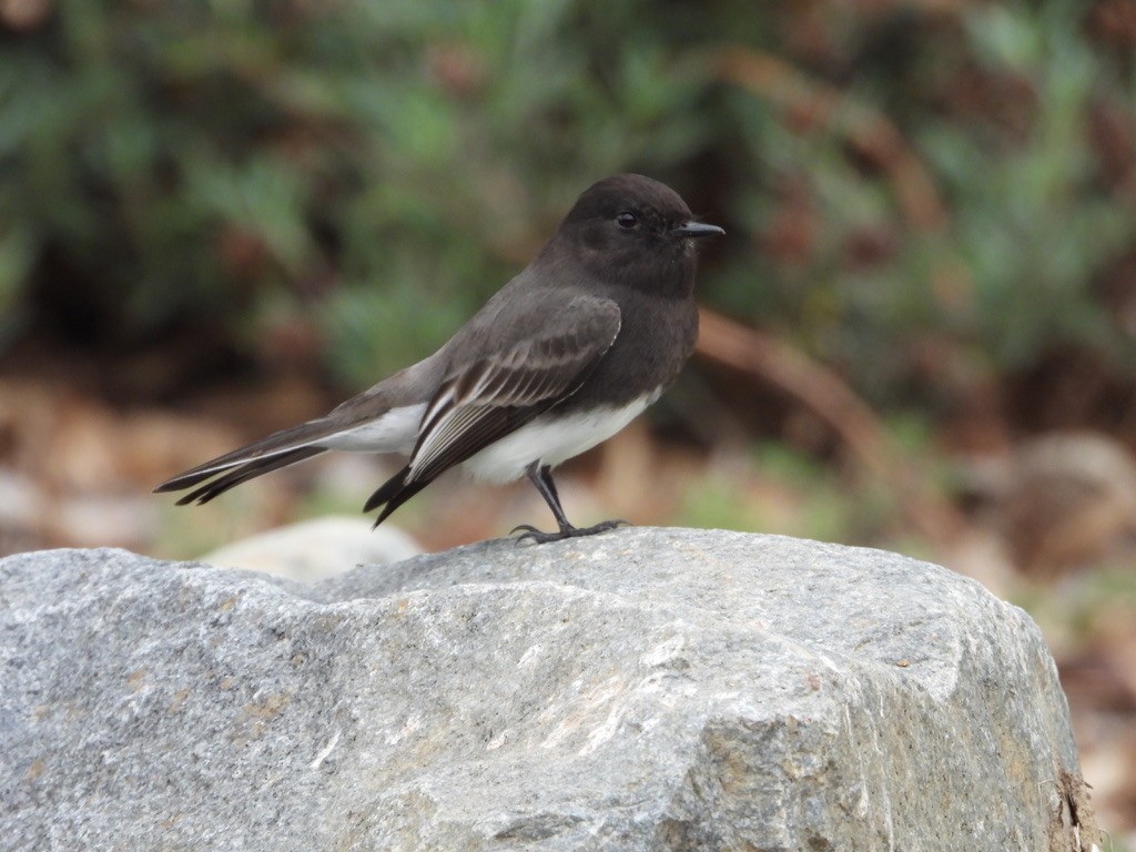 Black Phoebe - ML609712524