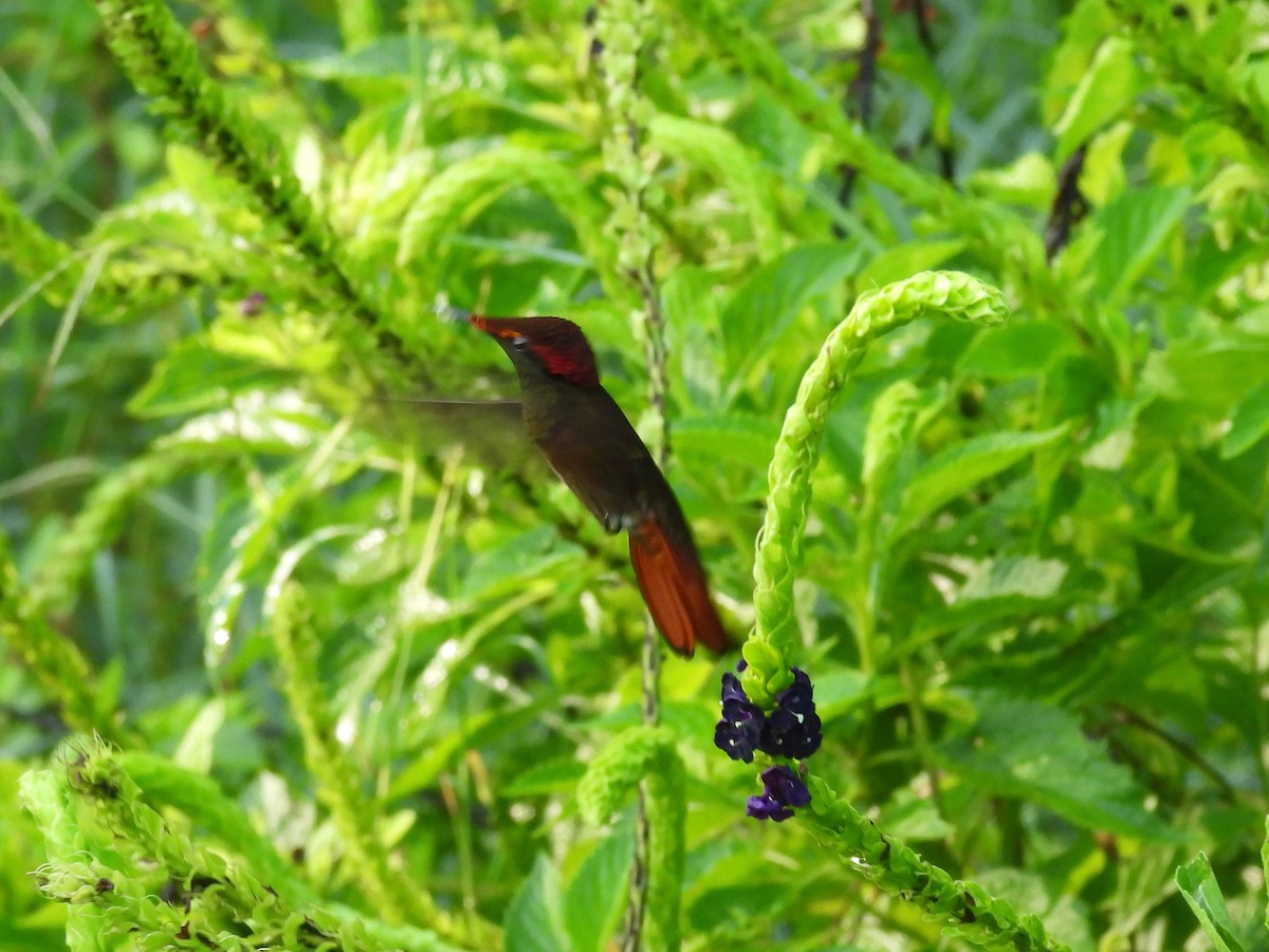 kolibřík červenohlavý - ML609712627