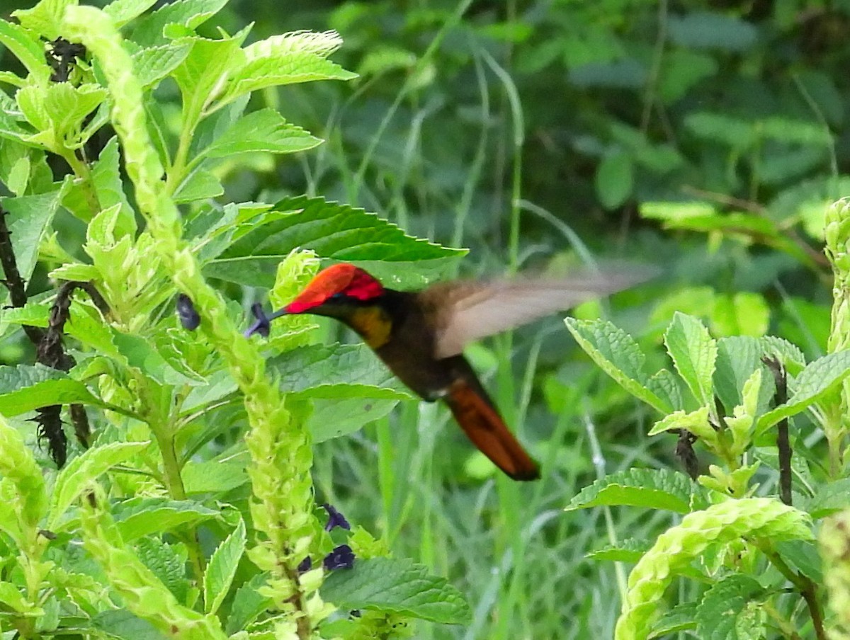 kolibřík červenohlavý - ML609712628
