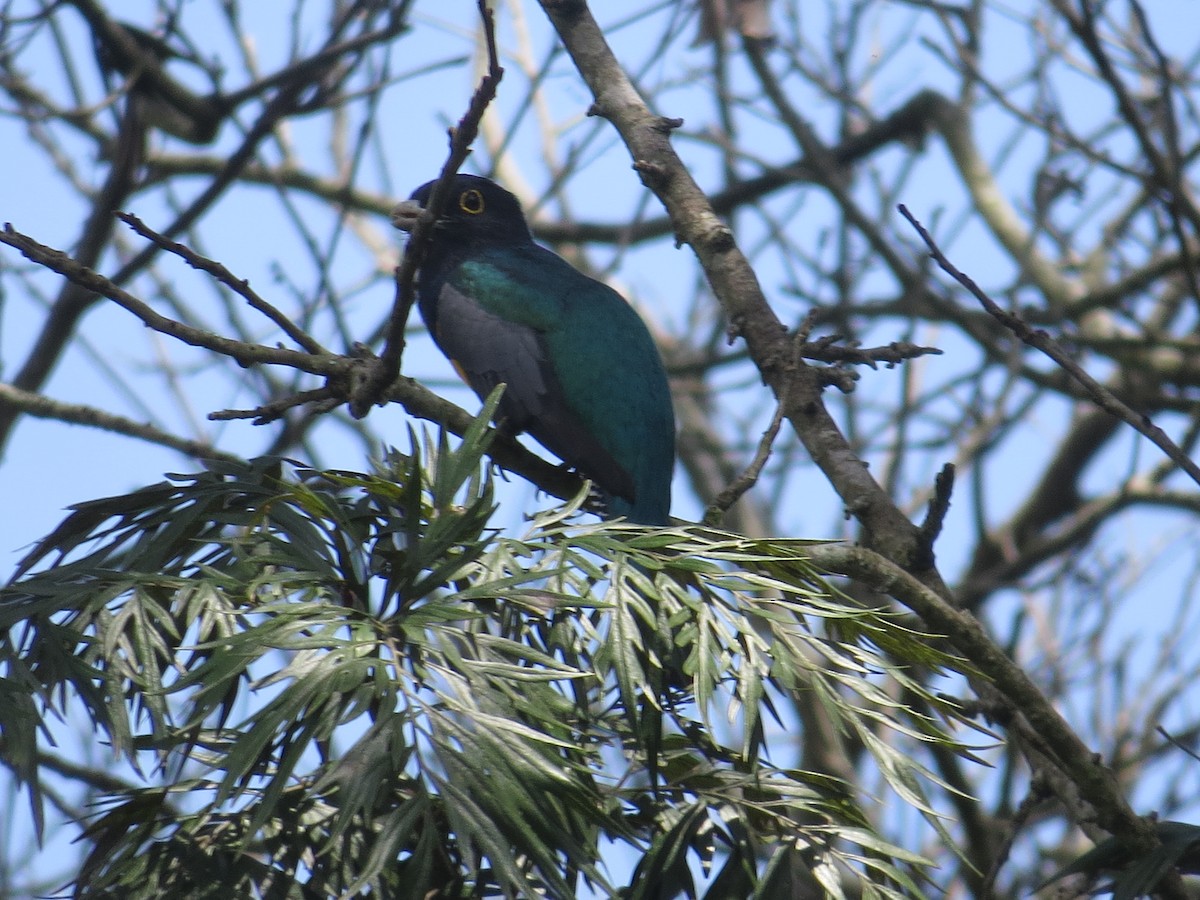 Gartered Violaceous Trogon - ML609712645