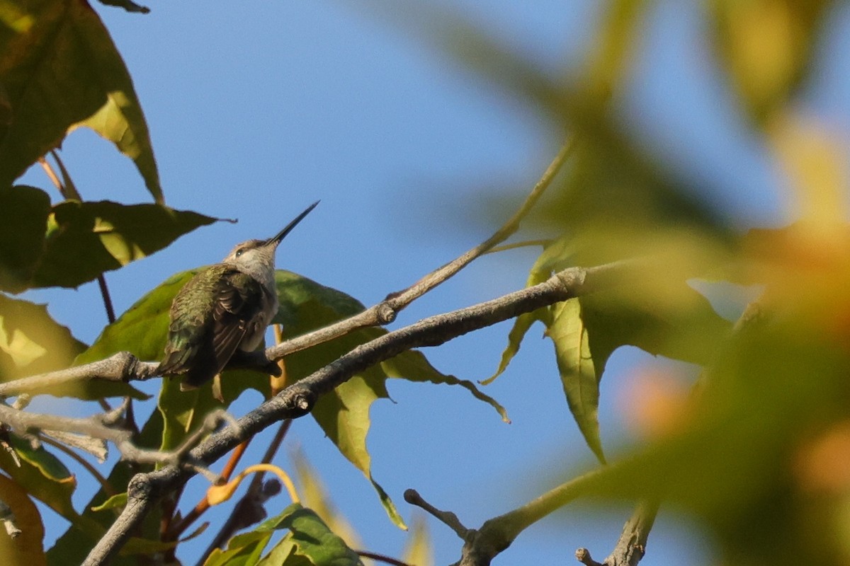 Black-chinned Hummingbird - ML609712648