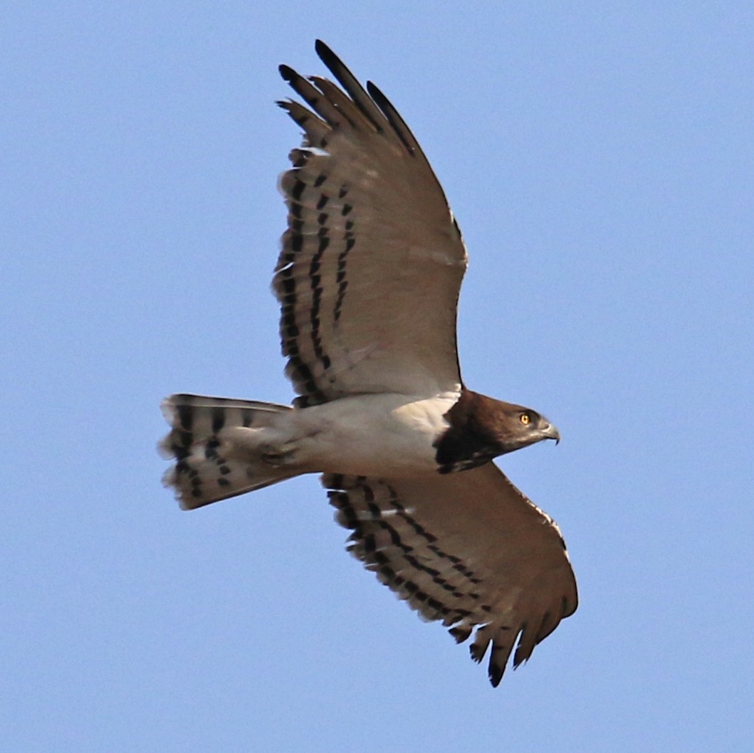 Black-chested Snake-Eagle - ML609712650