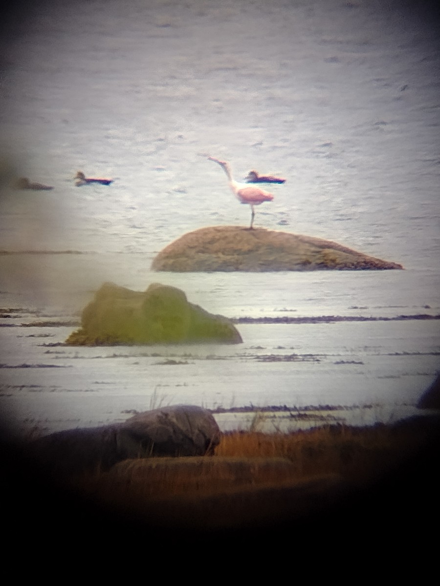 Roseate Spoonbill - ML609712686