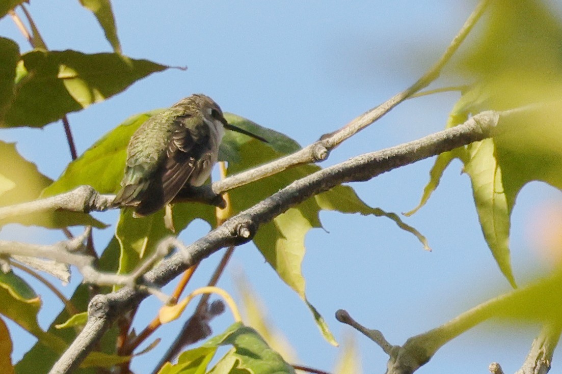 Black-chinned Hummingbird - ML609712693