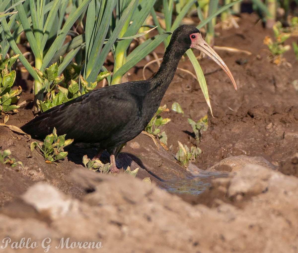 Bare-faced Ibis - ML609712701