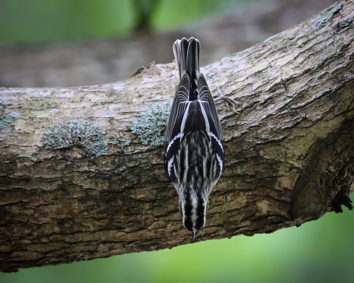 Black-and-white Warbler - ML609712735