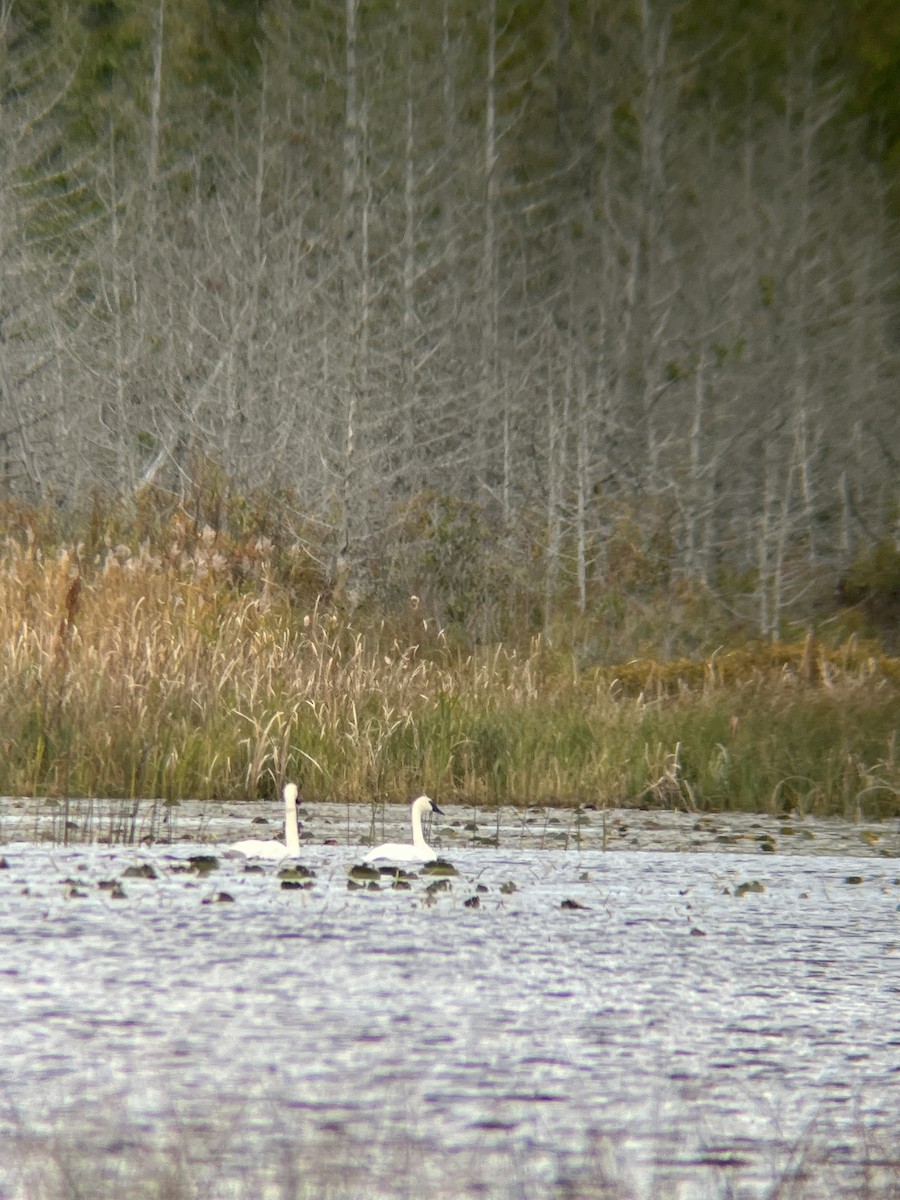 Trumpeter Swan - ML609712902