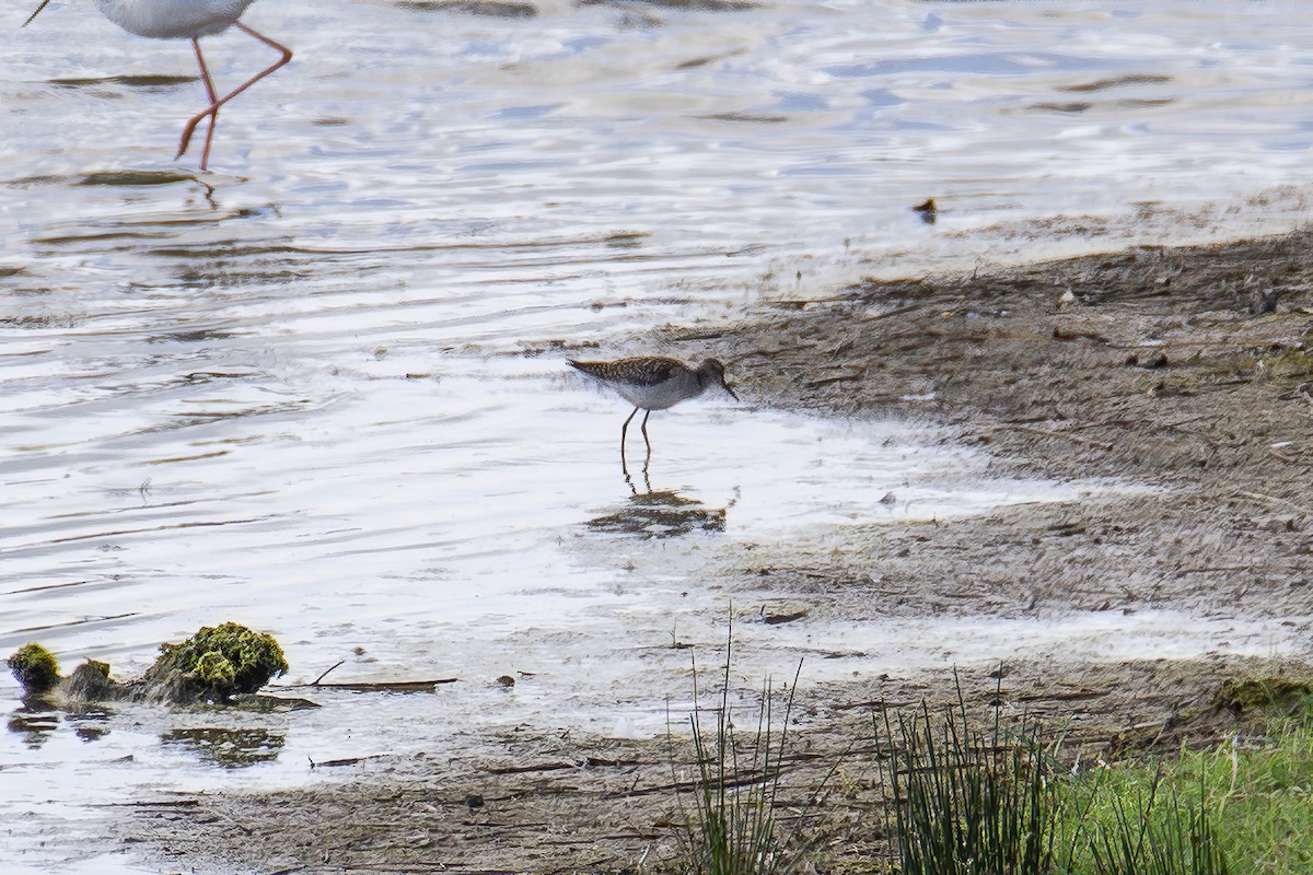 Шугуйн хөгчүү - ML609712923