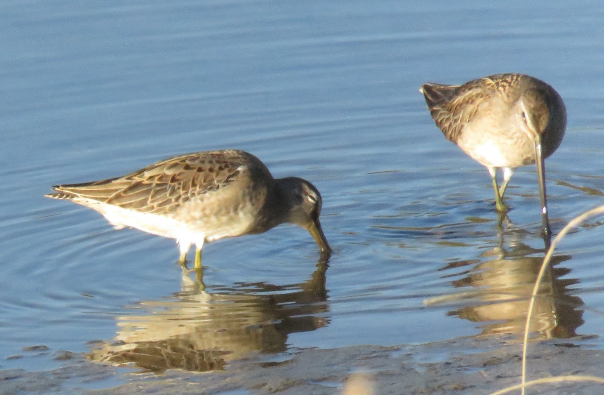 Long-billed Dowitcher - ML609712950
