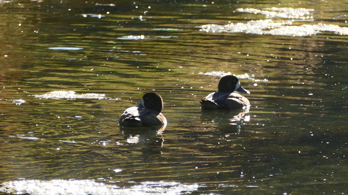 Greater Scaup - ML609713002