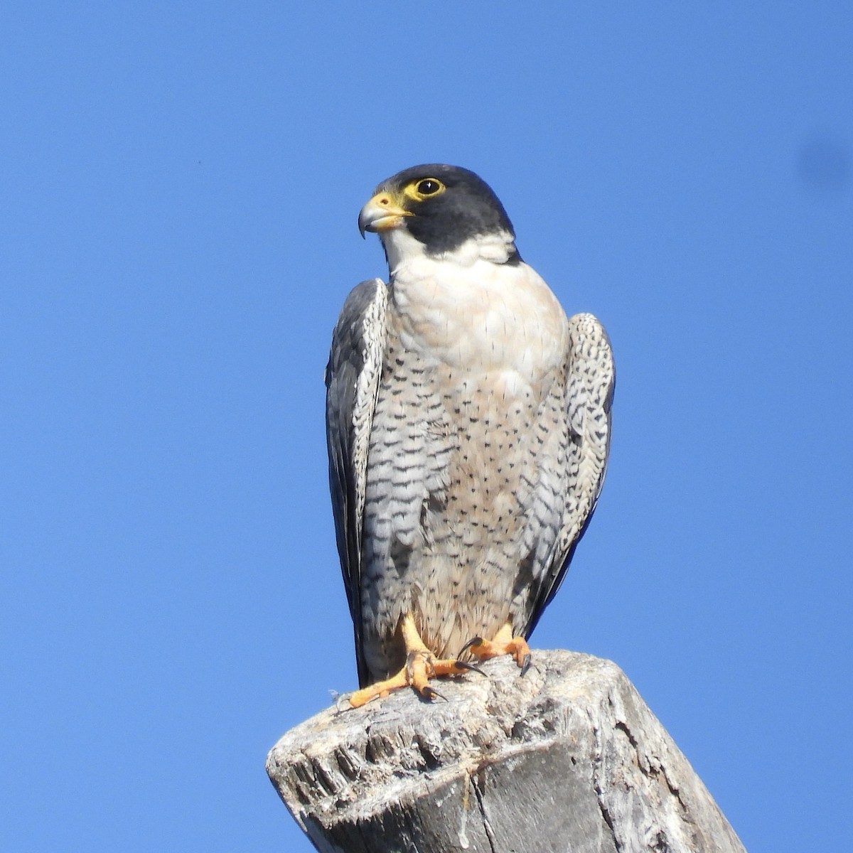 Peregrine Falcon - ML609713027