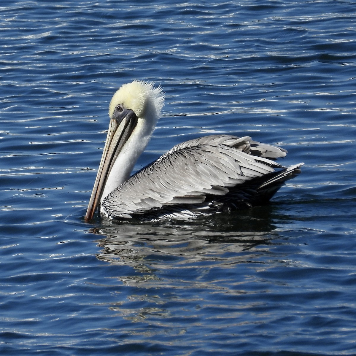 Brown Pelican - ML609713033