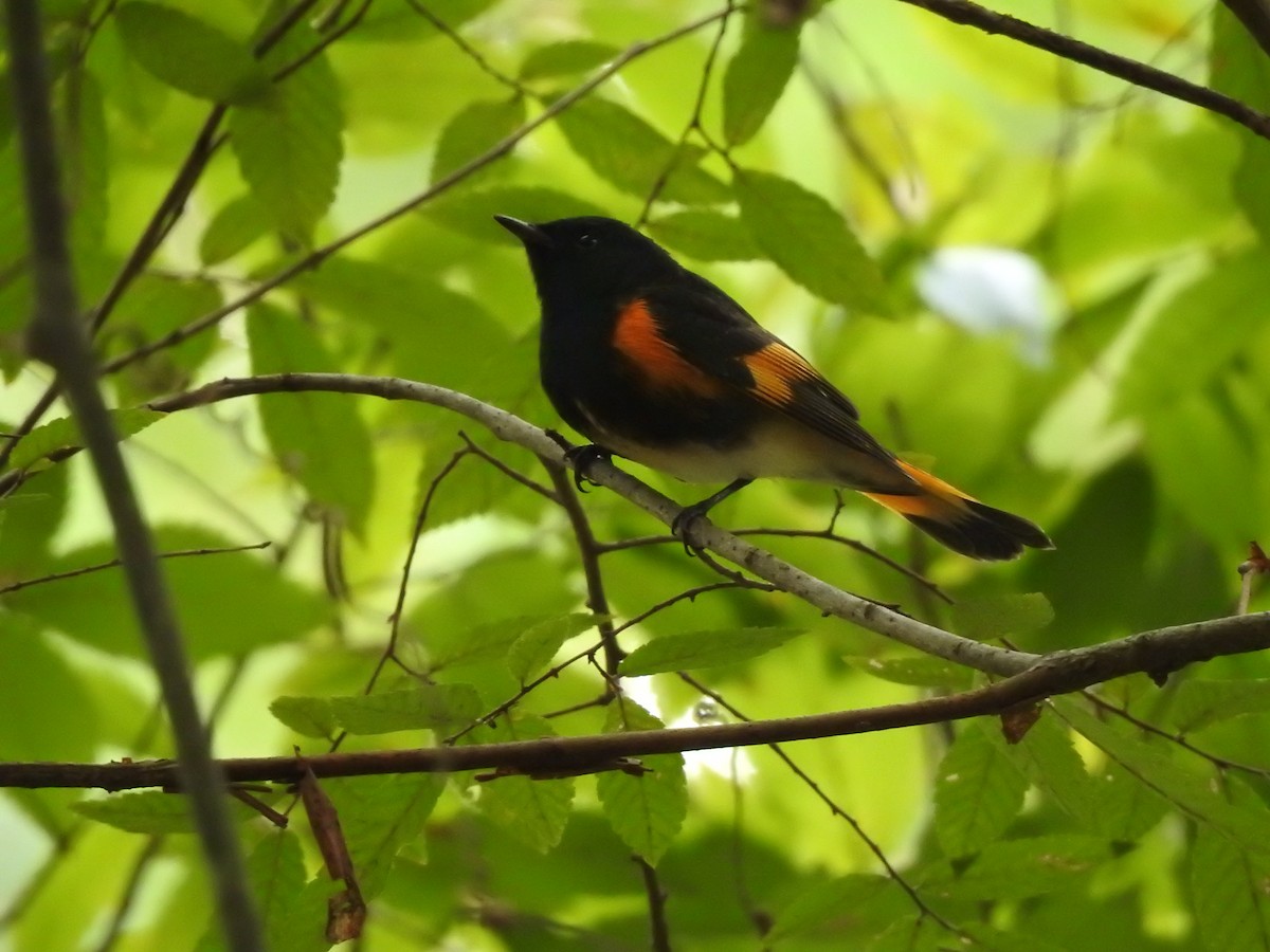 American Redstart - ML609713207