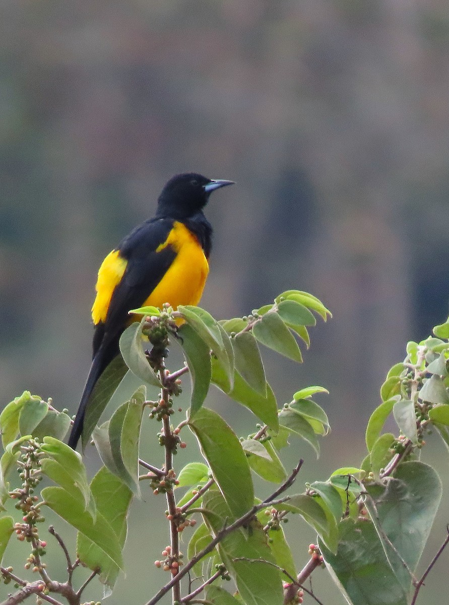 Black-vented Oriole - ML609713212