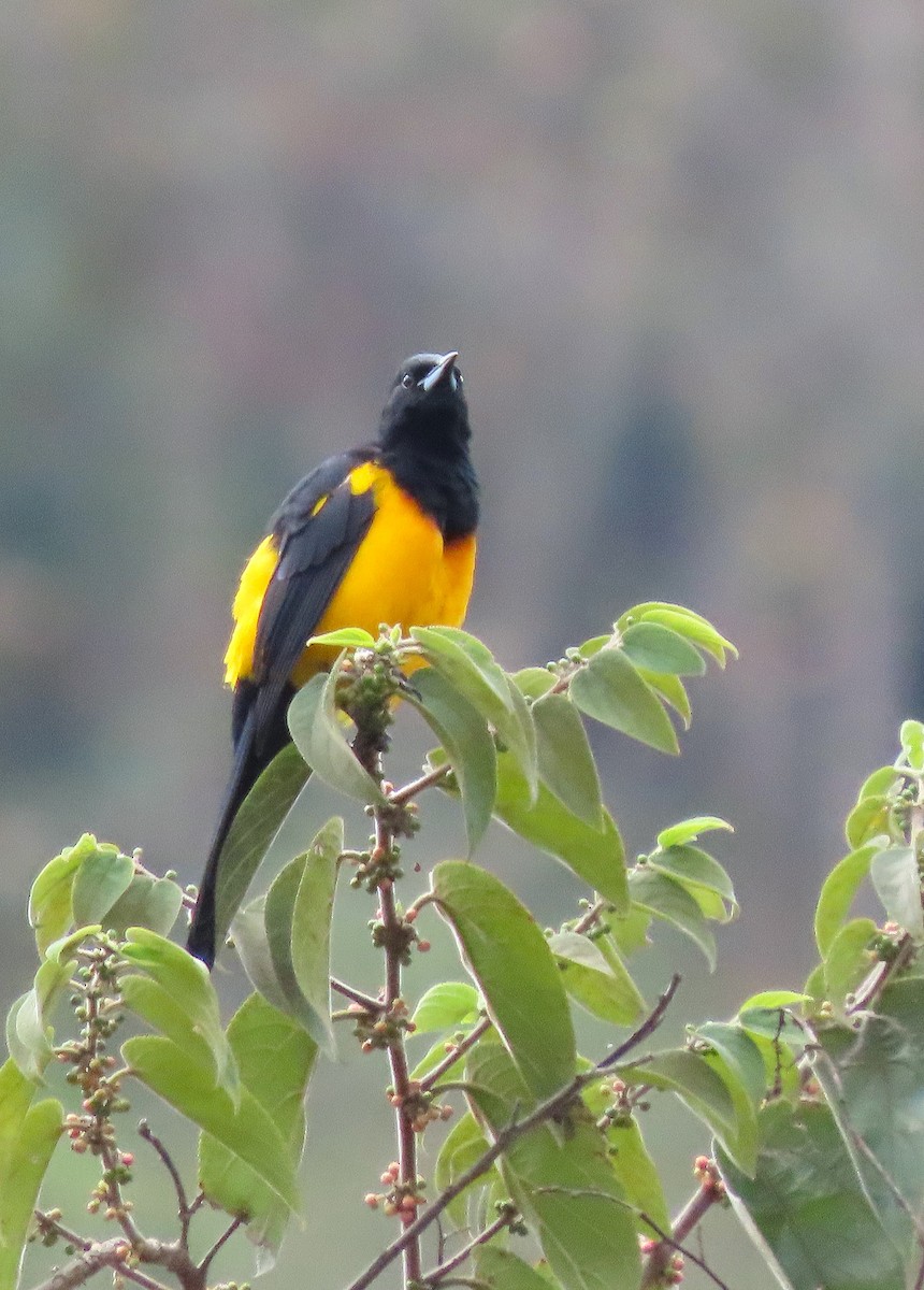 Black-vented Oriole - ML609713213