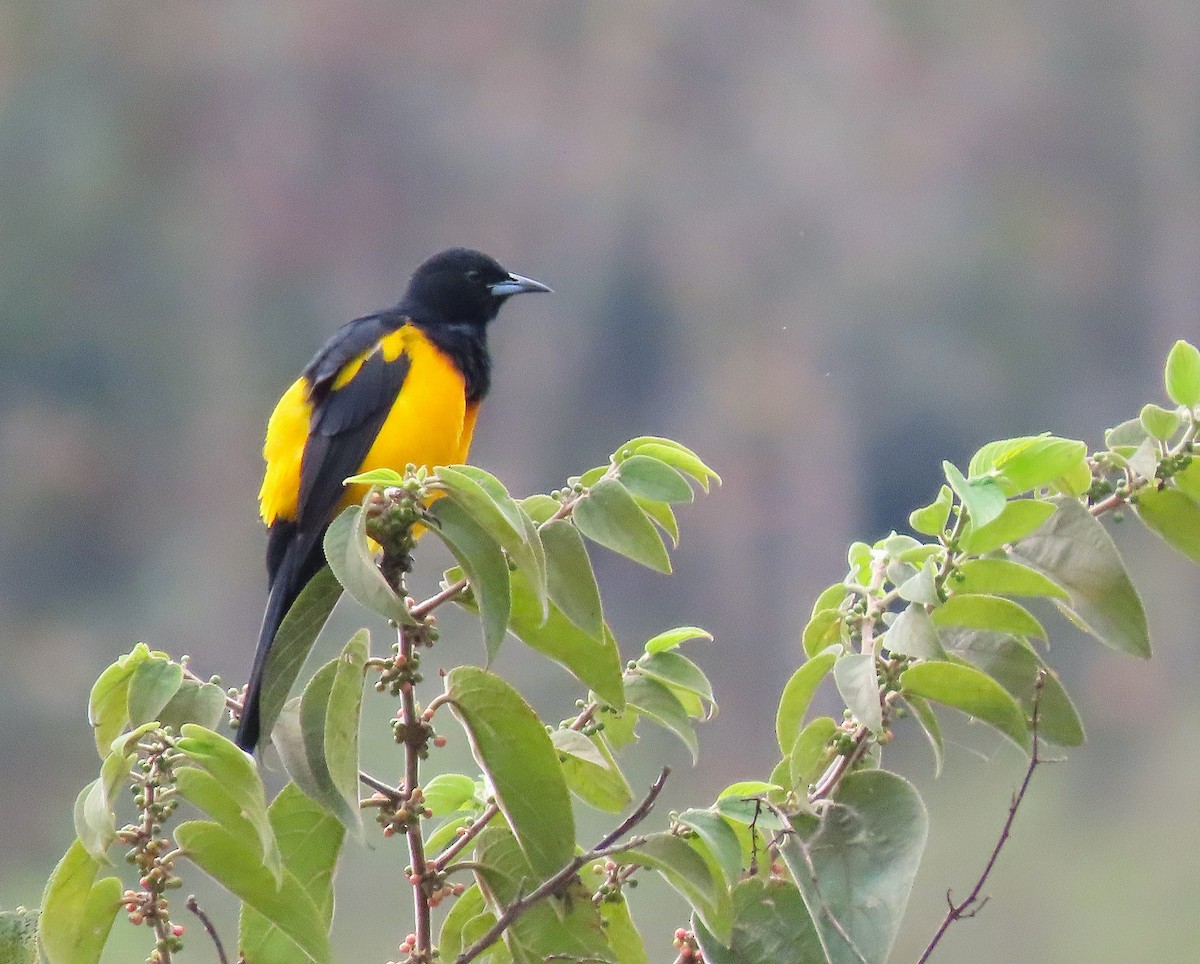 Black-vented Oriole - ML609713214