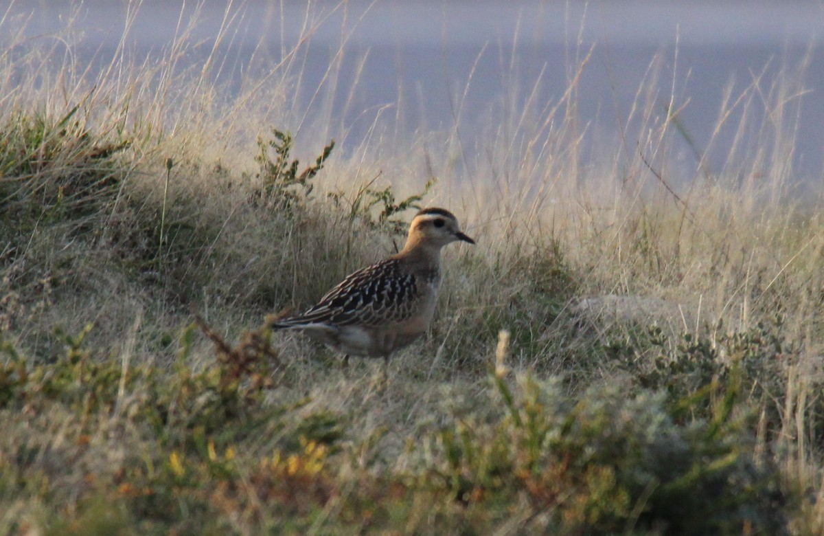 Eurasian Dotterel - José  Arantes