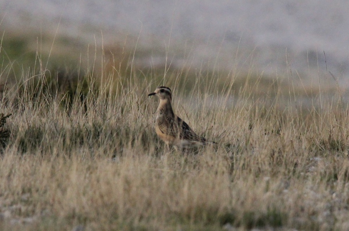 Eurasian Dotterel - ML609713222