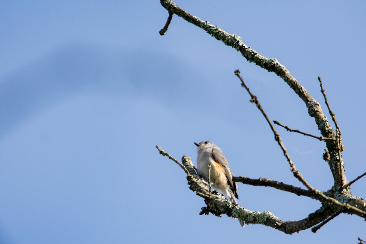 Tufted Titmouse - ML609713283