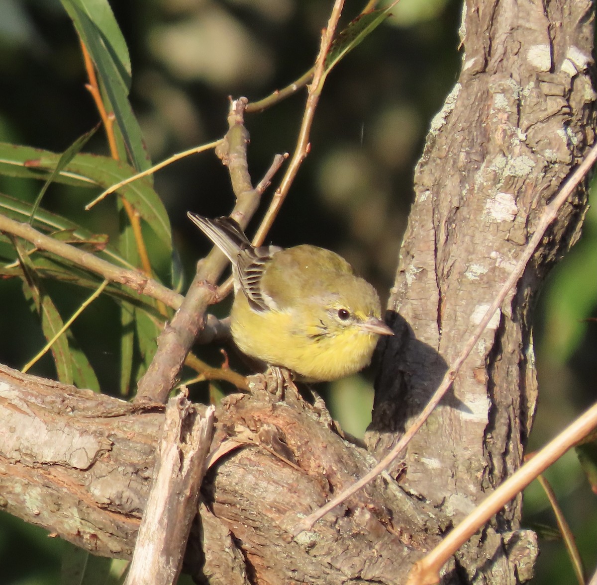 Pine Warbler - Claire Sullivan