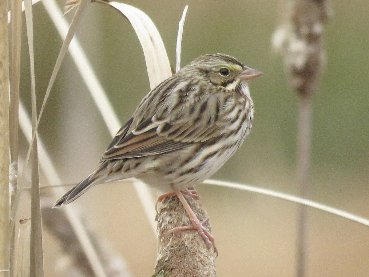 Savannah Sparrow (Savannah) - ML609713482