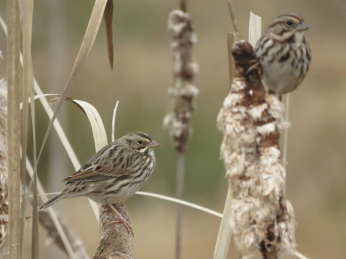 Savannah Sparrow (Savannah) - ML609713489