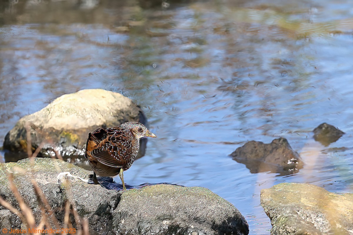 Spotted Crake - Jesús Menéndez