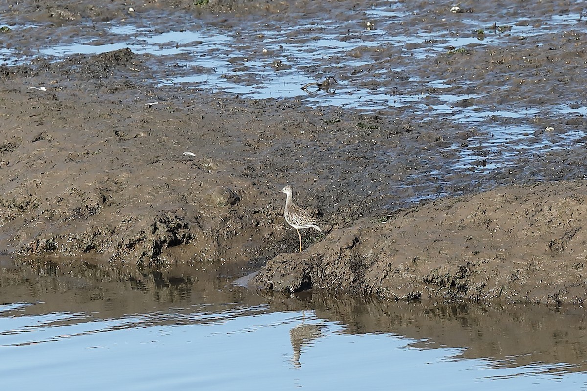 Lesser Yellowlegs - ML609713525