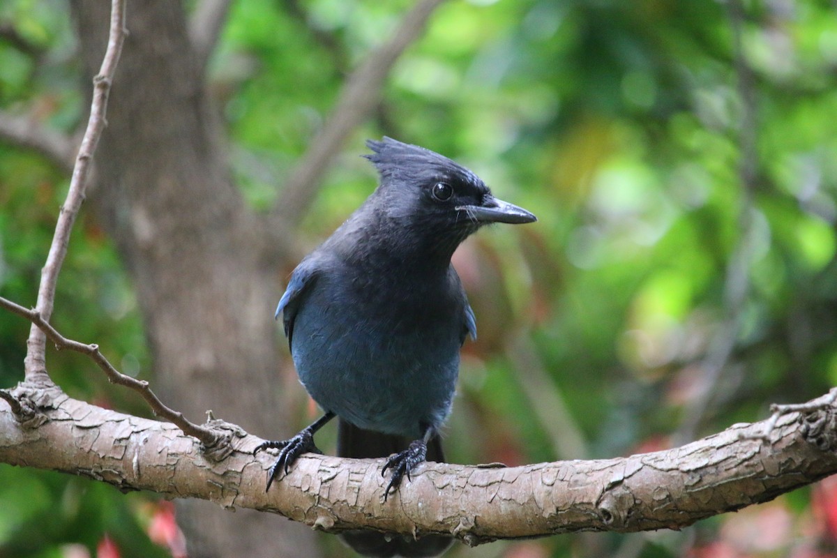 Steller's Jay - Emily Horne