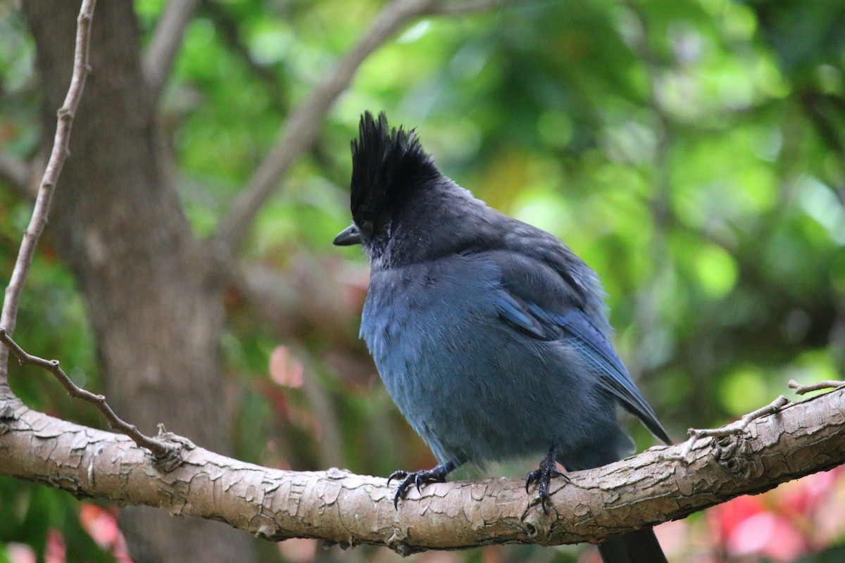 Steller's Jay - ML609713553